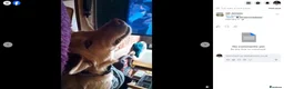 Mixed Breed dogs for adoption: Figgy - Advert 2