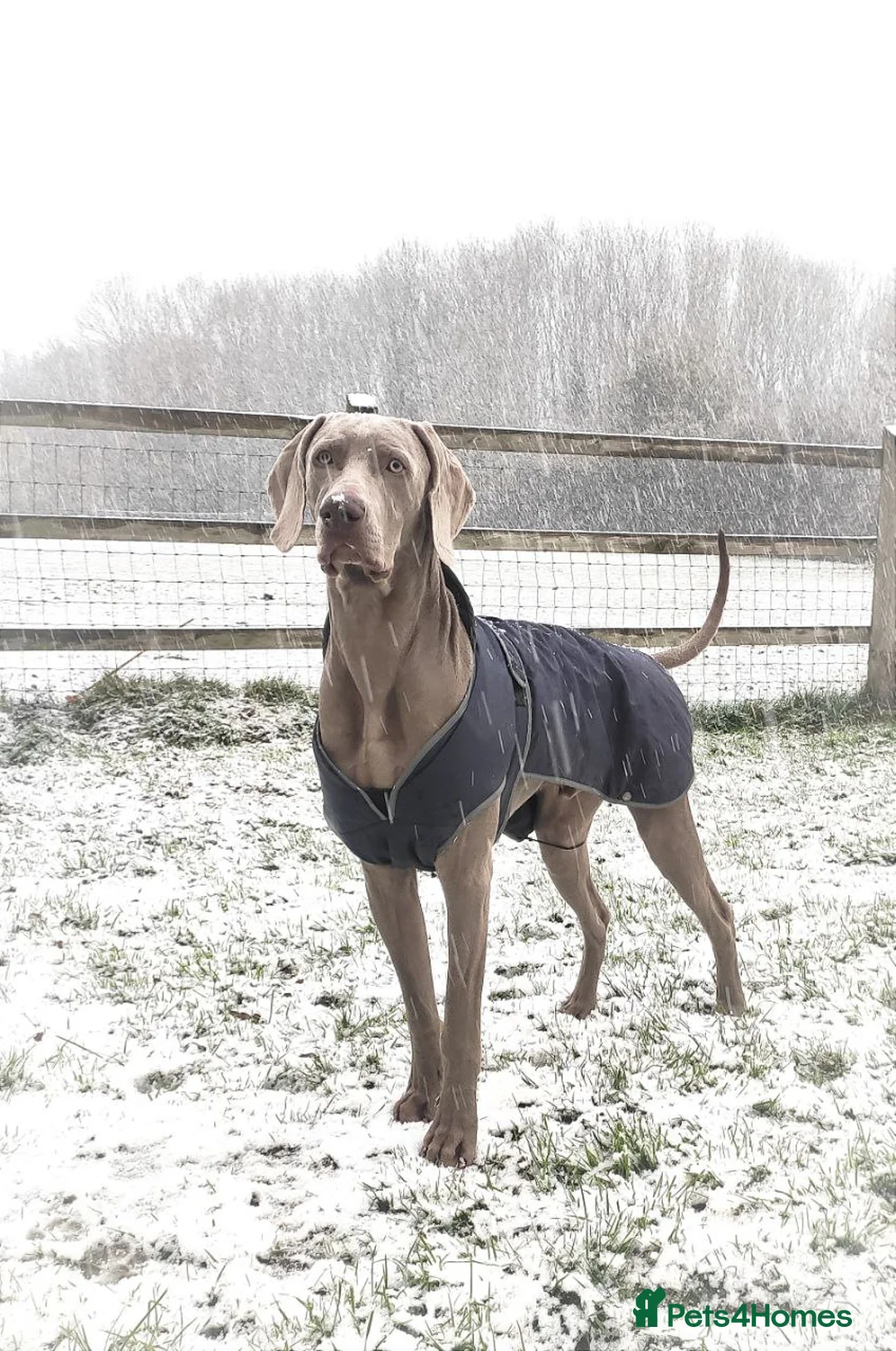 Weimaraner dogs for stud: 🌟Superb🌟Proven🌟Hip Scored🌟KC in Woodbridge - Advert 33