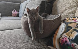 British Shorthair cats for sale: British shorthair blue / lilac kittens  - Image 33