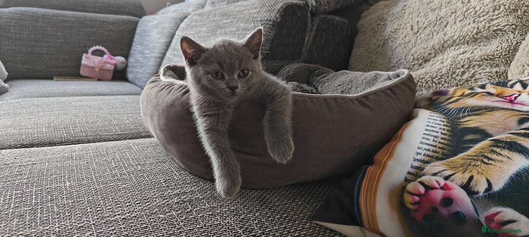 British Shorthair cats for sale: British shorthair blue / lilac kittens  - Image 33