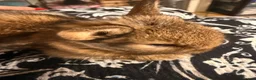 Netherland Dwarf rabbits for sale: Baby bunnies for sale  - Advert 1