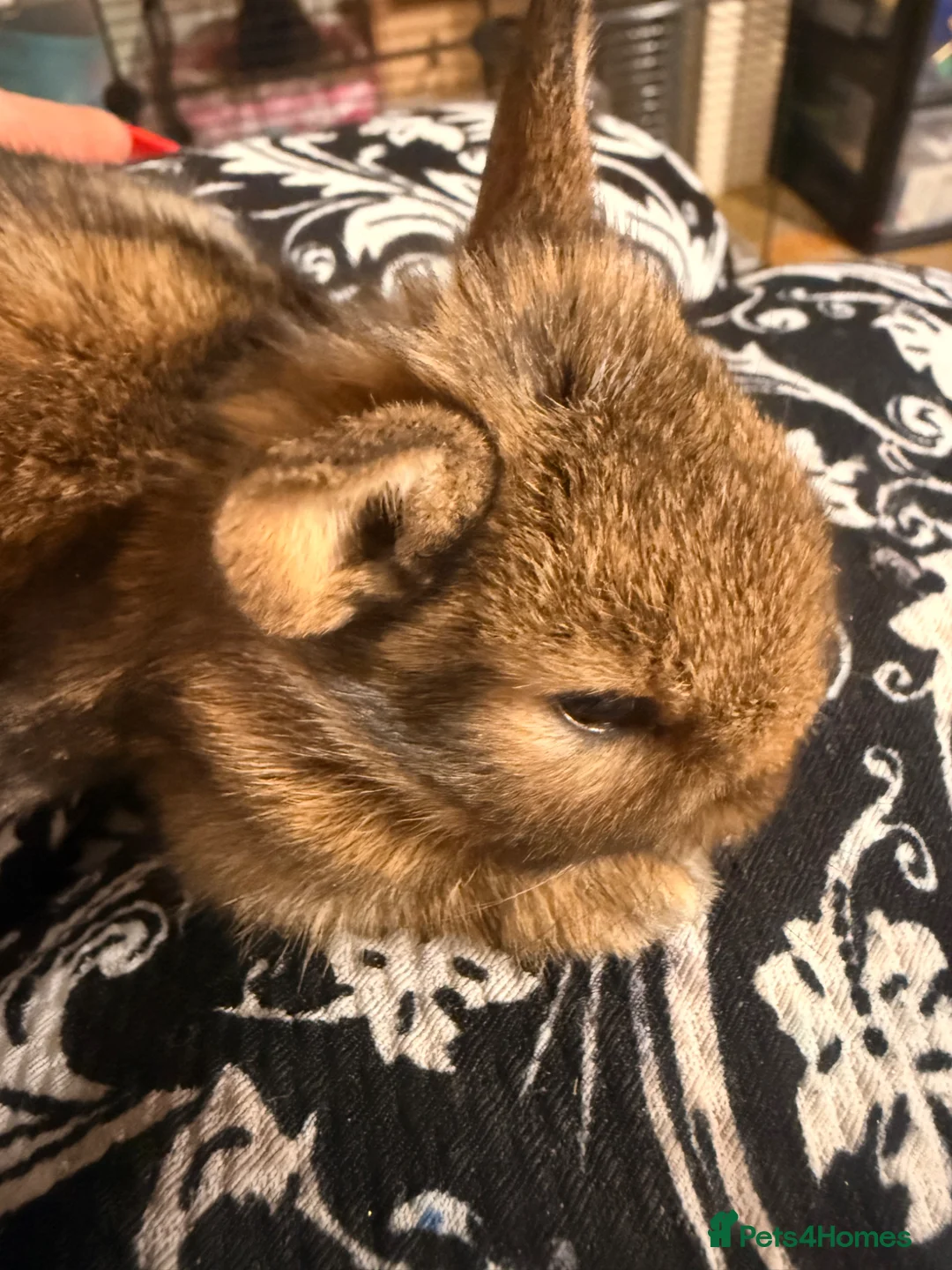 Netherland Dwarf rabbits for sale: Baby bunnies for sale  - Advert 1
