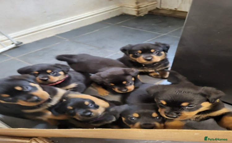 Rottweiler dogs - Advert 4