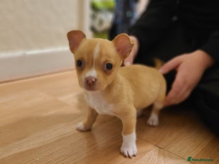 Chihuahua dogs Smooth coat chihuahuas - Advert 13