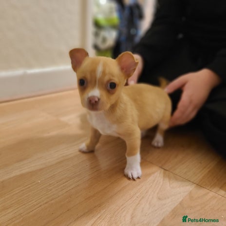 Chihuahua dogs Smooth coat chihuahuas - Advert 12