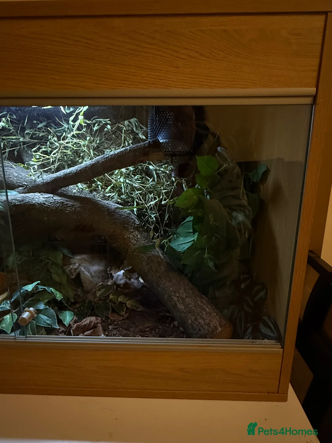 Python Snake reptiles for sale: Snake Vivarium  - Advert 4