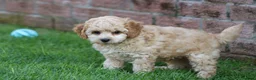 Cavapoochon dogs for sale: CAVAPOOCHON PUPPIES FOR SALE - Advert 22