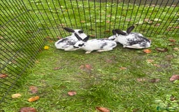 Rex rabbits for sale: Beautiful friendly babies - Image 10