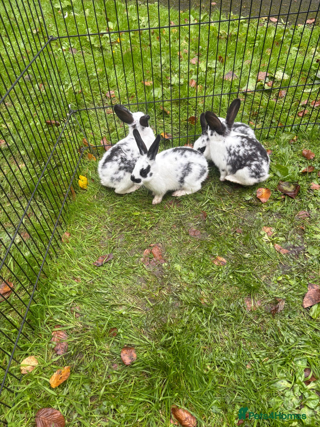 Rex rabbits for sale: Beautiful friendly babies - Image 10