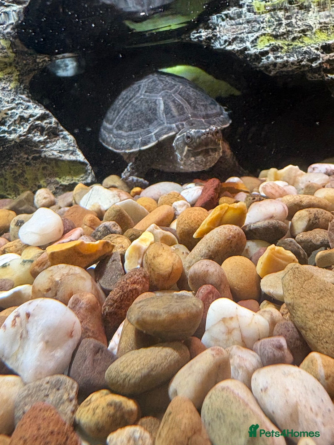 Turtle reptiles for sale: Musk turtle and terrapin plus tank and filter - Advert 6