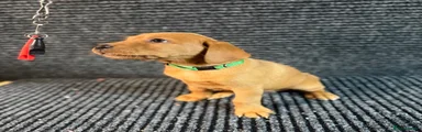 Labrador Retriever 6 Green