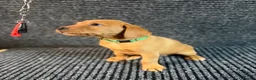 Labrador Retriever dogs for sale: FOX RED PUPPY’S - Advert 3