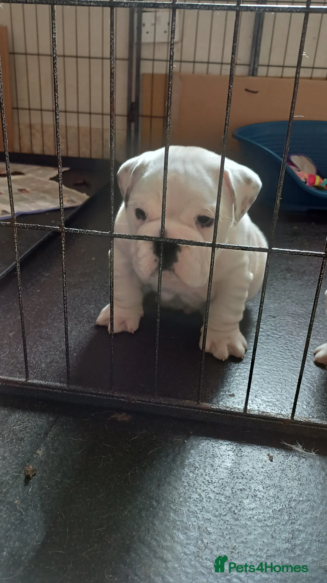 English Bulldog dogs for sale: White male bulldog in Brough - Advert 2