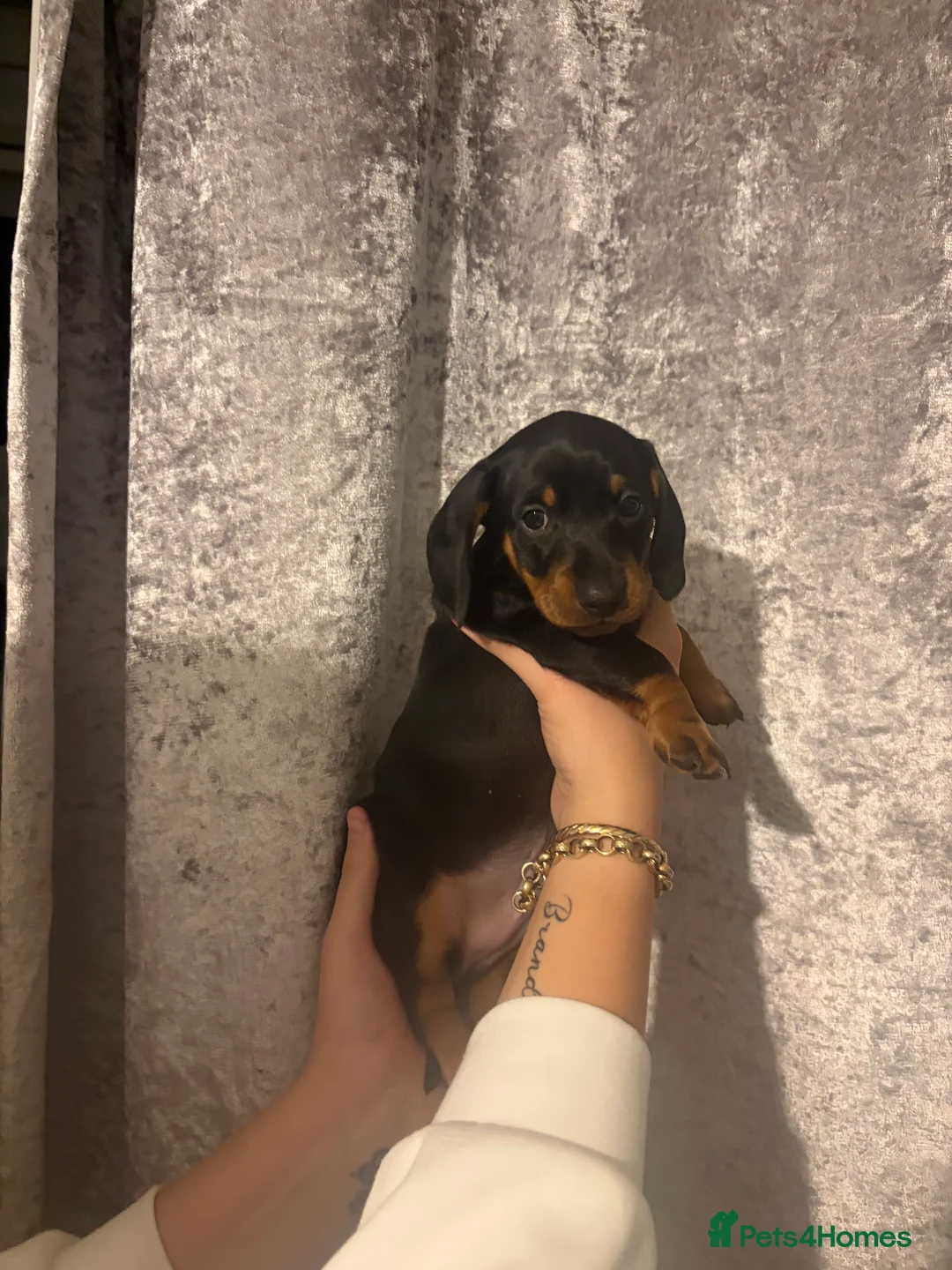 Dachshund dogs for sale: Dashhound puppies  in Kidderminster - Advert 2