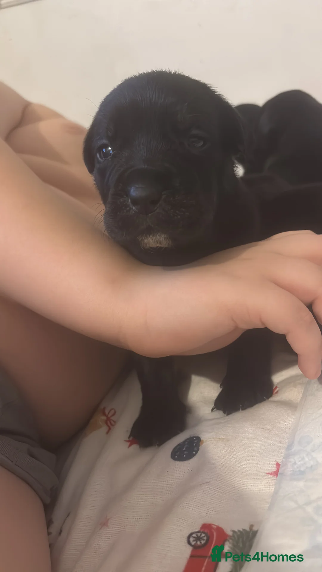 Cane Corso dogs for sale: 7 beautiful cane corso puppies  - Advert 12