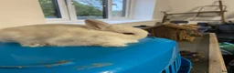 Netherland Dwarf rabbits for sale: Beautiful Netherland dwarf baby boy - Advert 3