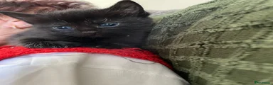 Mixed Breed Kitten 3