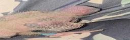 Cockatiels birds for sale: 4 Baby Cockatiels Looking for Loving Homes - Advert 3