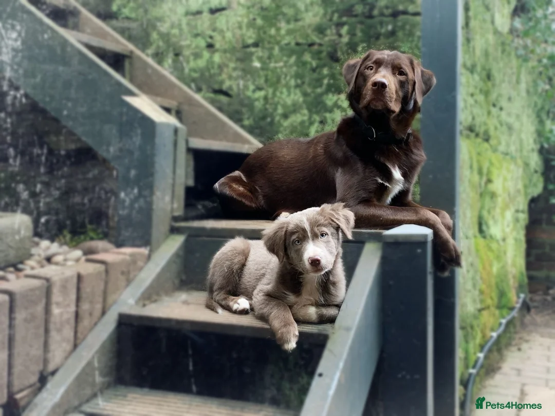 Borador dogs for sale: Beautiful Borador puppies for sale  - Advert 24