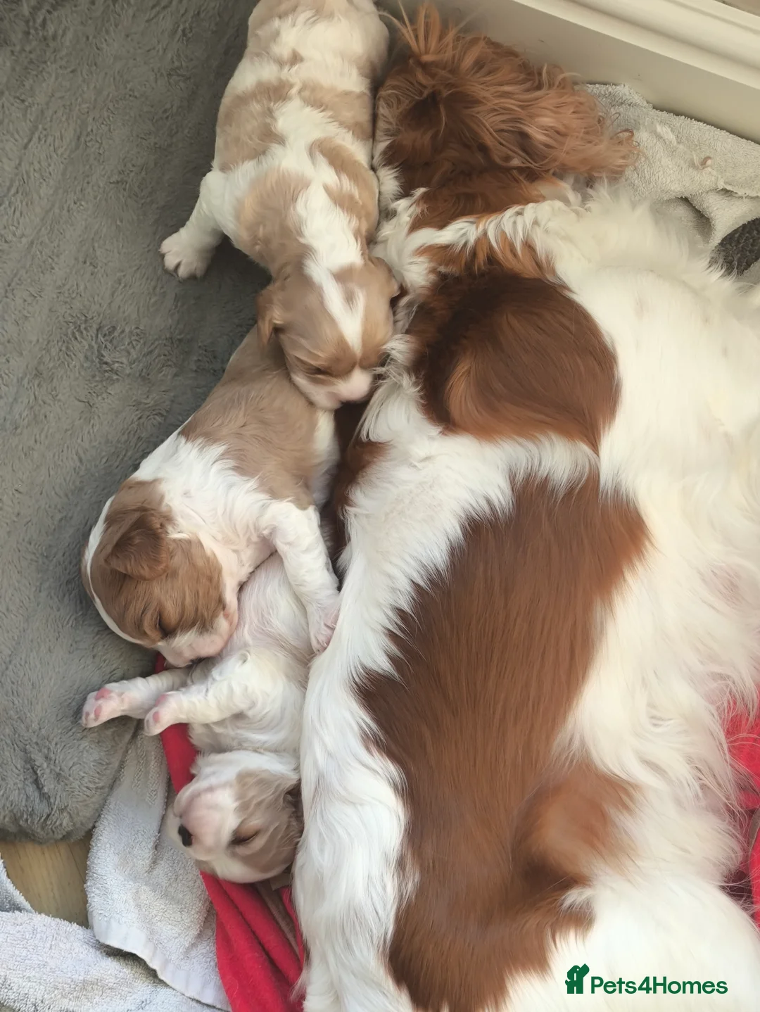 Cavalier King Charles Spaniel dogs for sale: Gorgeous litter of 3 Blenheim puppies - Advert 12