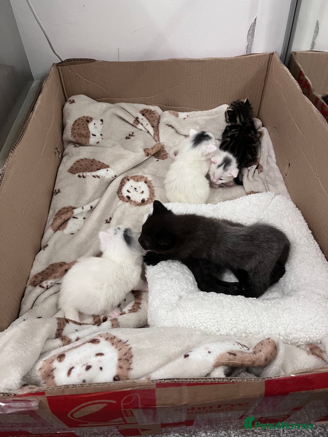 Mixed Breed cats for sale: Kittens for sale - 2  in Brighton - Image 7