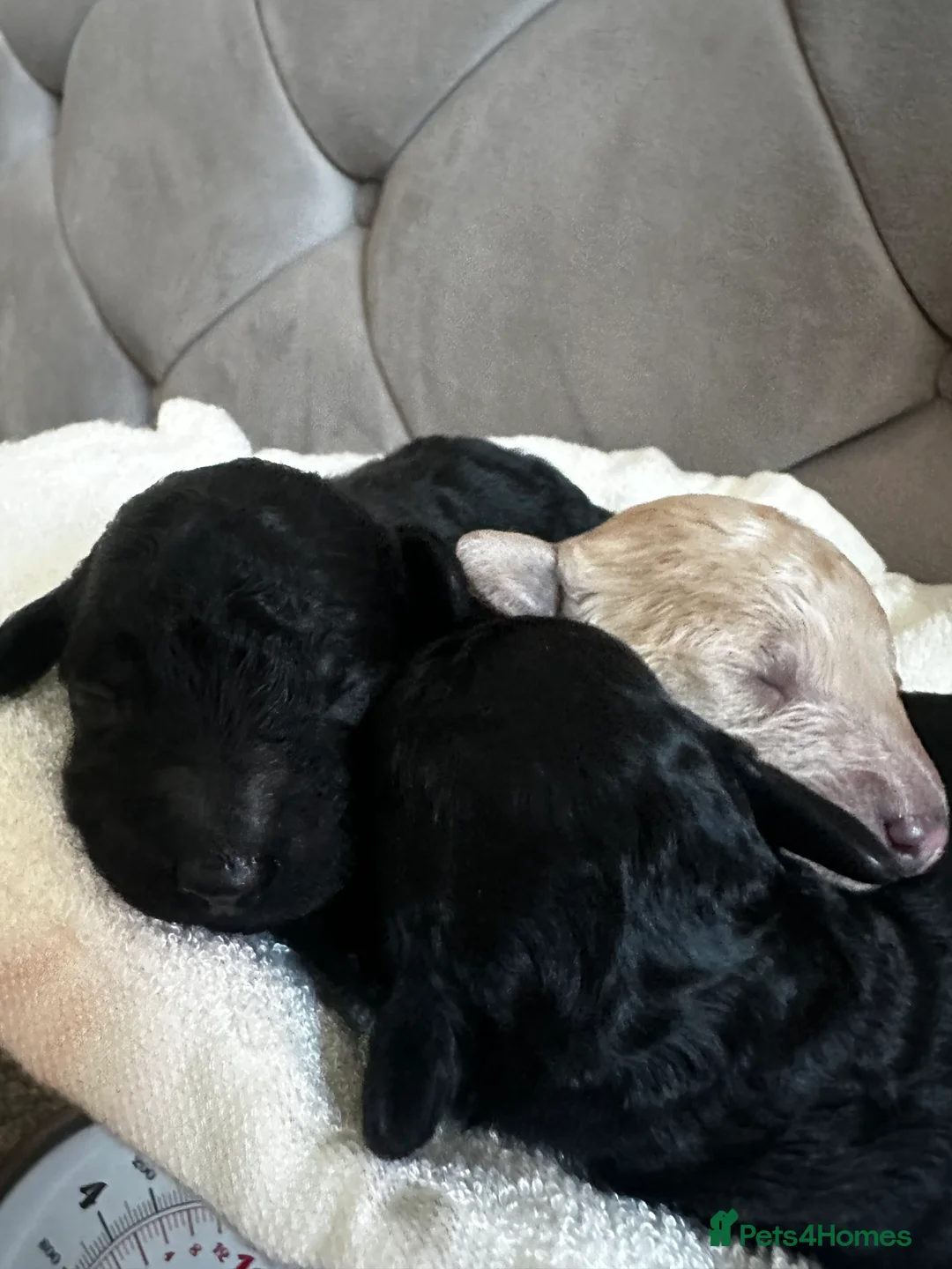 Miniature Poodle dogs for sale: Beautiful Miniature Poodles ** 2 now available  - Advert 9