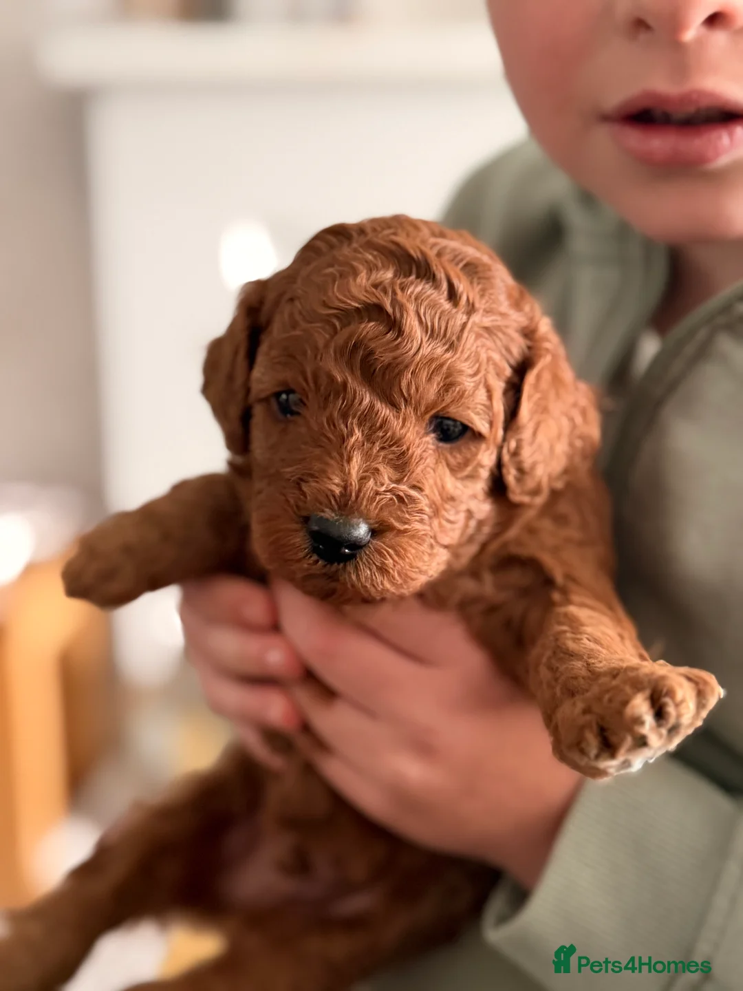 Cockapoo dogs for sale: 🐶 🐶Beautiful Red Cockapoo Puppies for Sale 🐶 - Advert 6