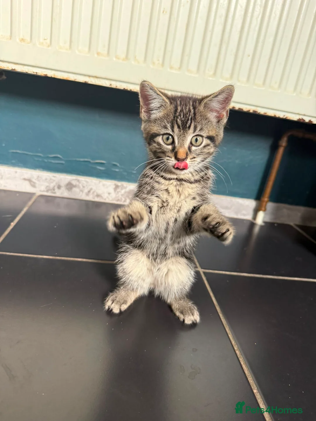 Mixed Breed cats for sale: 3 beautiful kittens ready for adventure  in Harwich - Advert 2
