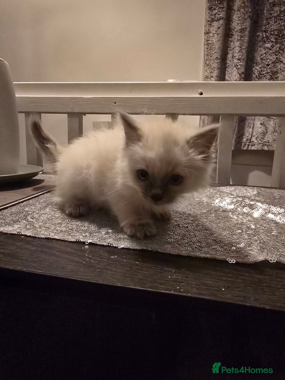 Ragdoll cats for sale: Ragdoll kittens  - Advert 6