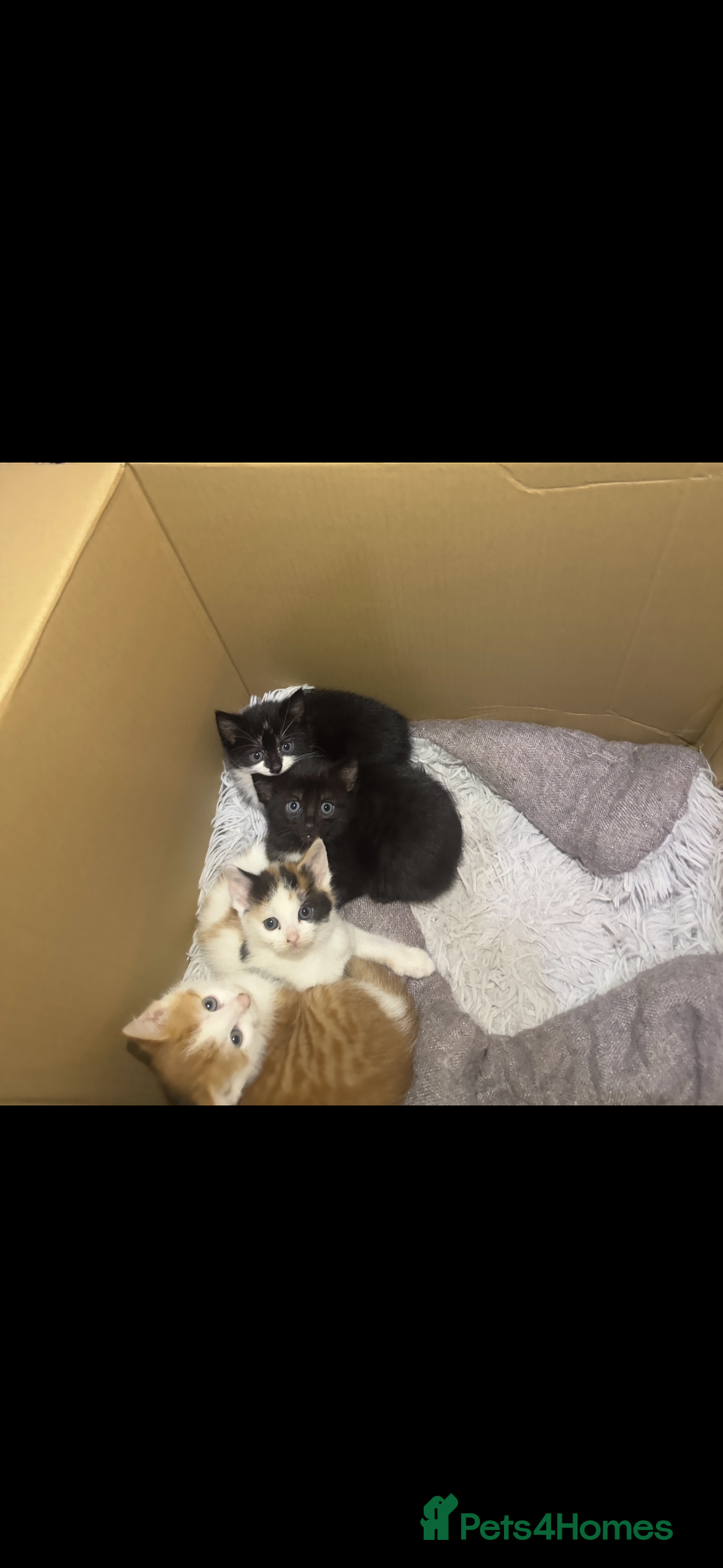 Mixed Breed cats for sale: Cute kittens ready to leave now!! - Advert 1