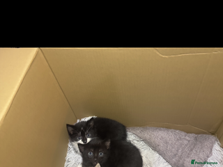 Mixed Breed cats Cute kittens now for sale!! - Advert 2
