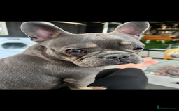 French Bulldog dogs for sale: French bulldog lilac and tan - Image 2