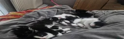 Mixed Breed cats for sale: 5 beautiful kittens  - Advert 3