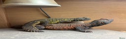 Lizard reptiles for sale: Morrocan uromastyx (non breeding pair) - Advert 1