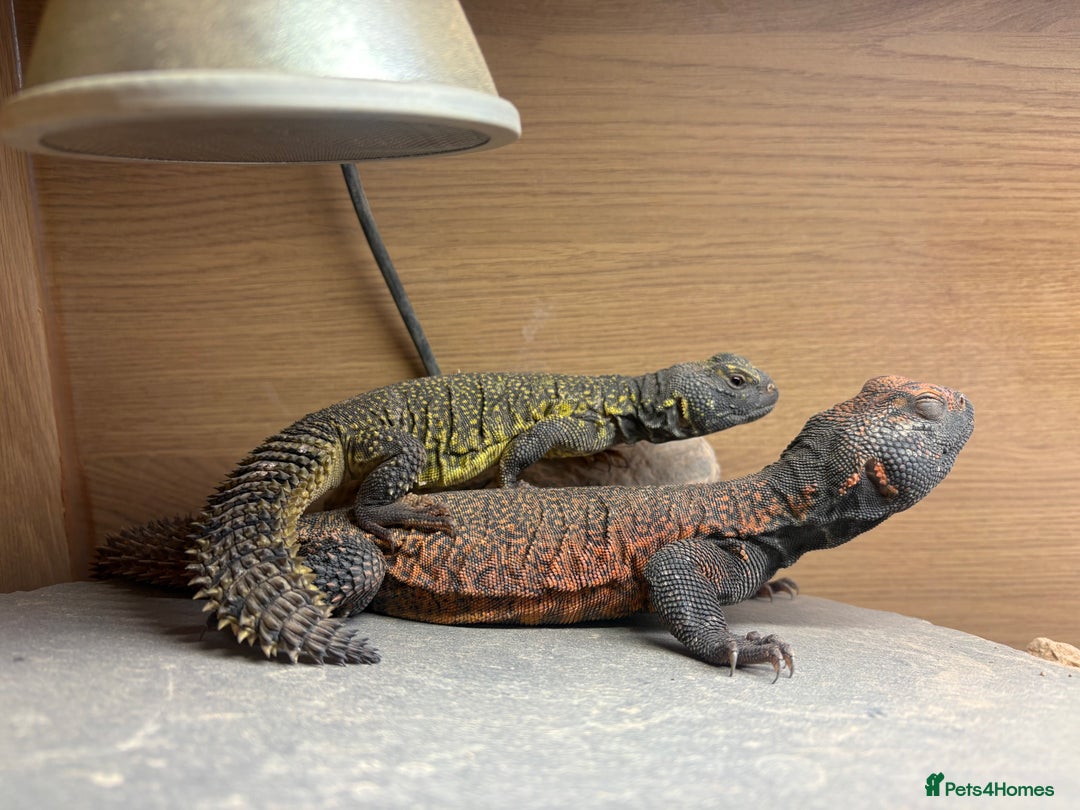 Lizard reptiles for sale: Morrocan uromastyx (non breeding pair) - Advert 1