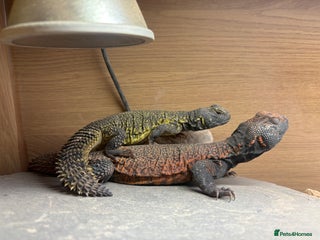 Lizard reptiles Morrocan uromastyx (non breeding pair) - Advert 1