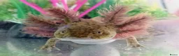 Axolotl reptiles for sale: Axolotls For Sale in Lymington - Advert 5