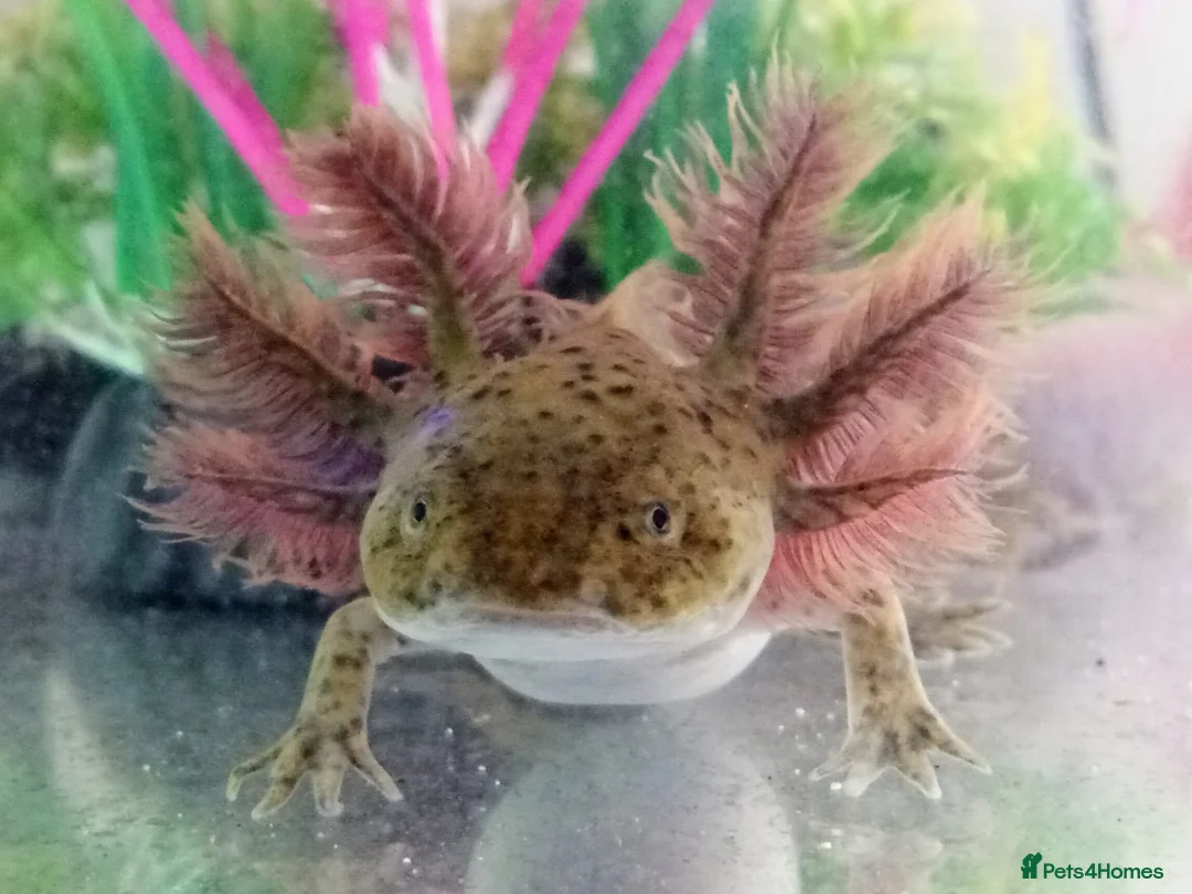Axolotl reptiles for sale: Axolotls For Sale in Lymington - Advert 5