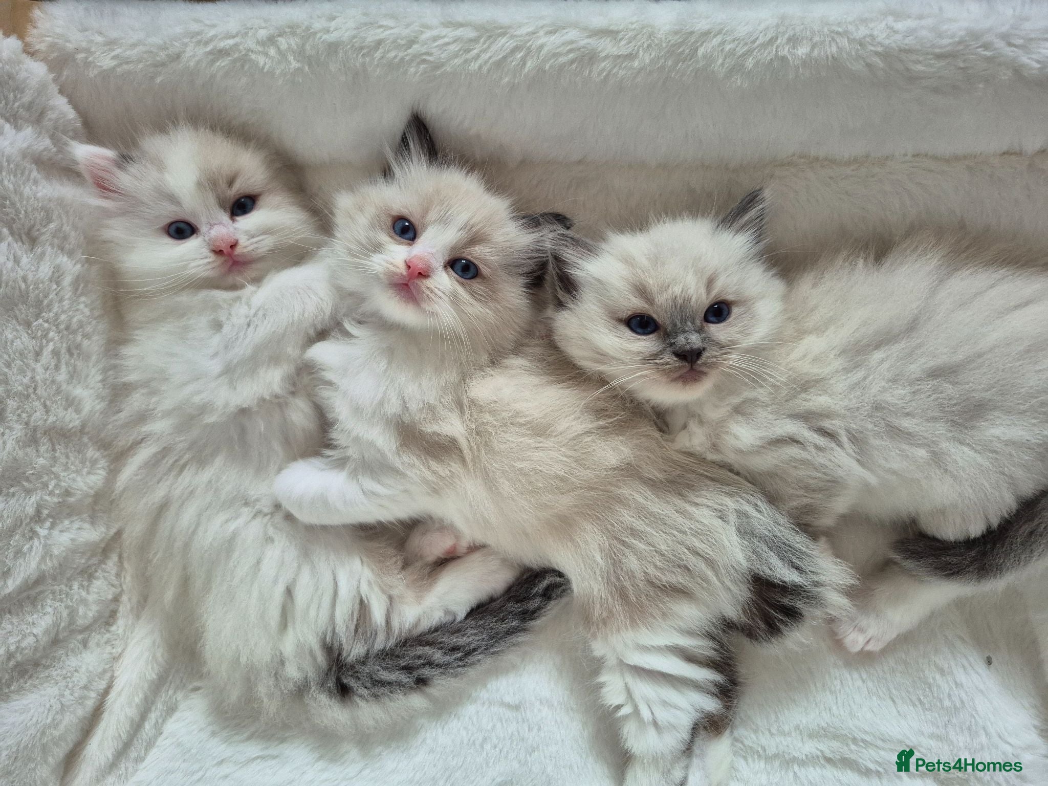 Ragdoll cats Ragdoll Kittens TICA Registered - Advert 1