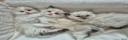 Ragdoll cats for sale: Ragdoll Kittens TICA Registered - Advert 1