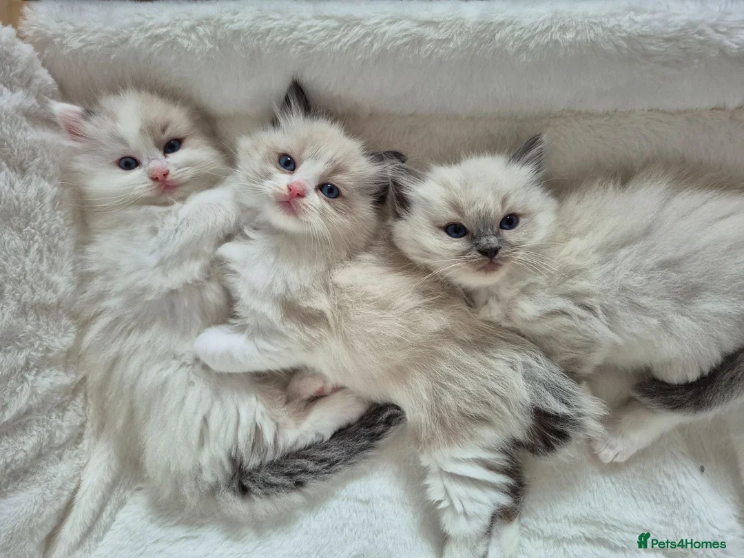 Ragdoll cats for sale: Ragdoll Kittens TICA Registered - Advert 1