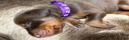 Dobermann dogs for sale: KC REGISTERED DOBERMAN PUPS - Advert 23