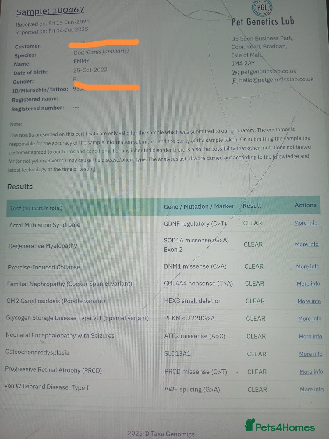 Mixed Breed dogs for sale: 3 Cockapoo x Jack Russell DNA clr Mum - Advert 27