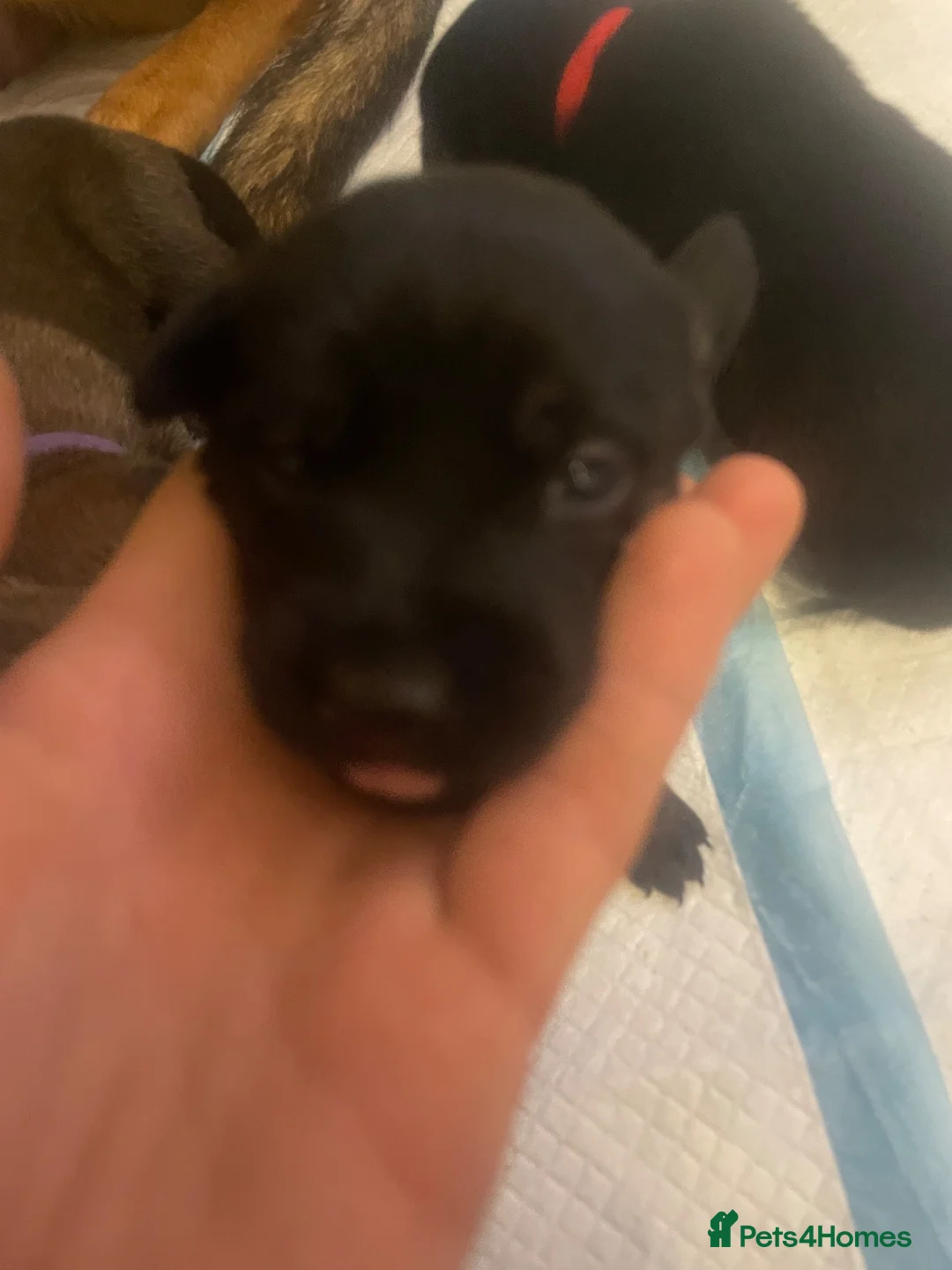 Belgian Shepherd Dog dogs for sale: Belgium malinios x Dutch hurder  in Coventry - Advert 14