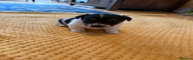 Jack Russell Puppy 2