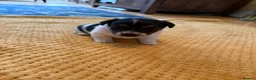 Jack Russell dogs for sale: Beautiful Farm Bred Jack Russell Puppies  - Advert 7