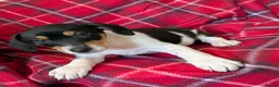 Jack Russell dogs for sale: JACK RUSSELL PUPPIES  - Advert 9