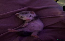 Ferret rodents for sale: 2 hobs - Image 3