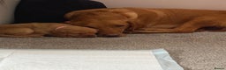 Labrador Retriever dogs for sale: 6 stunning fox red Labrador puppies  - Advert 7