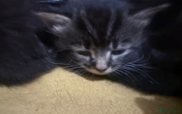 British Longhair cats for sale: Polydactyl long fur kittens  - Image 22